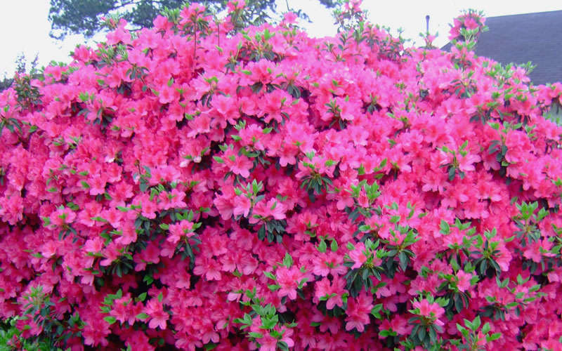 'Judge Solomon' Azalea (Rhododendron Indica 'Judge Solomon'