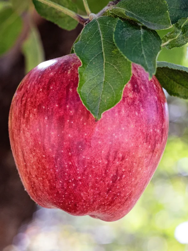 Red Delicious Apple Tree (Malus domestica 'Red Delicious')