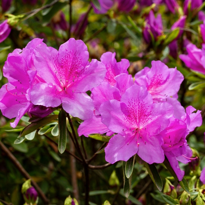 Encore 'Autumn Royalty' (Rhododendron Conlec) - Image 2
