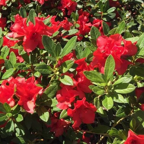 Encore 'Autumn Sunset' Azalea (Rhododendron Roblen) - Image 2