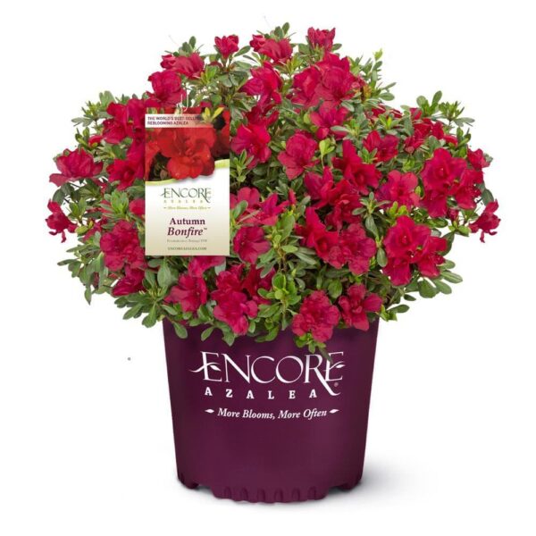 Encore 'Autumn Bonfire' Azalea (Rhododendron Robleza)
