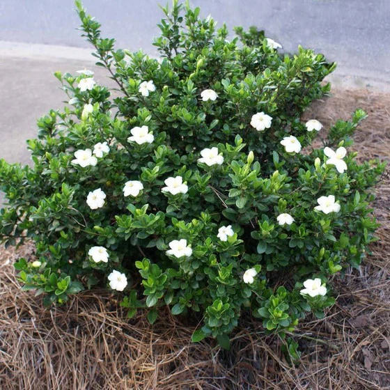 'Radicans' Gardenia (Gardenia jasminoides 'Radicans')