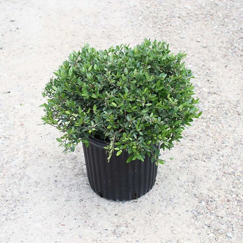 'Dwarf Yaupon Holly' (Ilex vomitoria 'Schilling's Dwarf') - Image 3