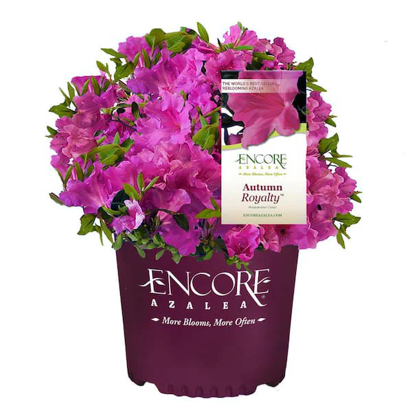Encore 'Autumn Royalty' (Rhododendron Conlec)