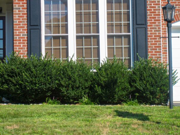 'Compacta' Holly (Ilex crenata 'Compacta' - Image 2