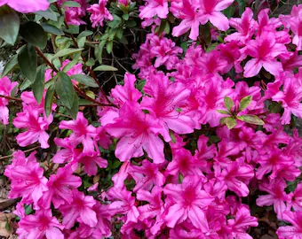 'Judge Solomon' Azalea (Rhododendron Indica 'Judge Solomon' - Image 3