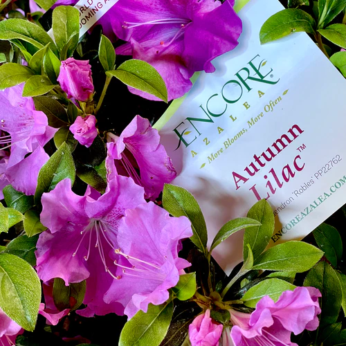Encore 'Autumn Lilac' Azalea (Rhododendron Robles) - Image 3