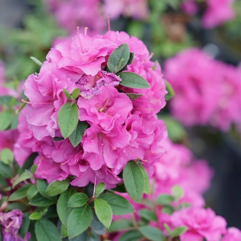 Perfecto Mundo 'Double Purple' Azalea (Rhododendron NCRX4) - Image 2