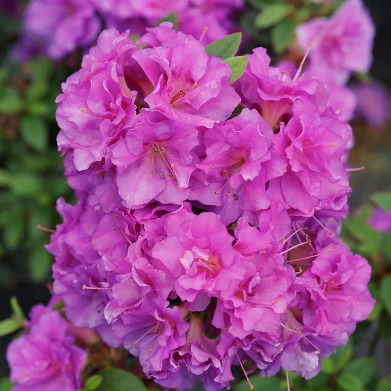 Perfecto Mundo 'Double Purple' Azalea (Rhododendron NCRX4)